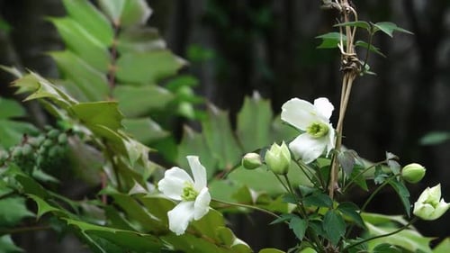 Clematis Montana Alba flowers gently blowing in a breeze.