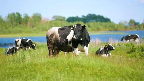 Cows Graze in the Meadow on the Pasture Near the