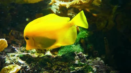 Underwater Symphony: The Motion and Movement of Ocean Wildlife