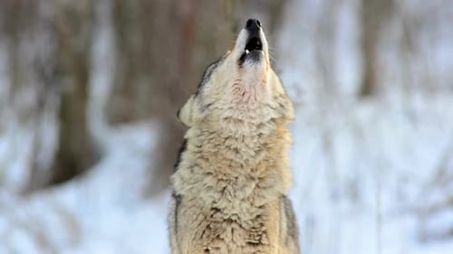 Cinematic View Of Wolf, Wildlife In Forest