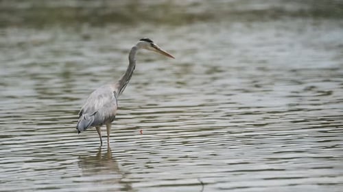 Grey Heron, Beautiful Tall Bird in the Wild Standing and Walking in Large Lake with Windy Weather Co