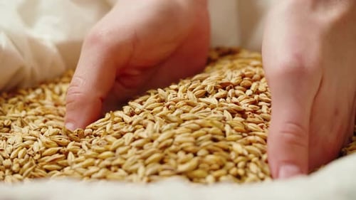 Hands Scooping Golden Grains From Inside a Bag