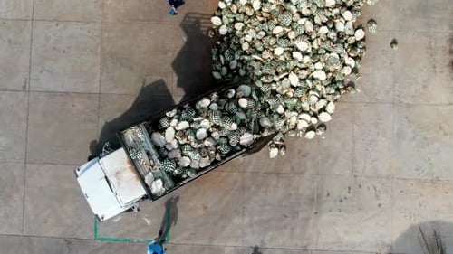 Truck Full of Agave Plants from Aerial View