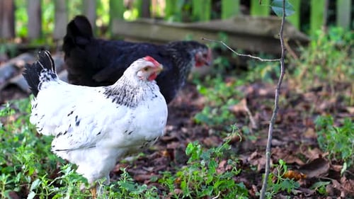 17. Chickens on a rural farm. Agriculture. Poultry breeding.