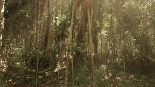 Discover the Vibrant Jungle Landscape of Southern China Diverse Ecosystems