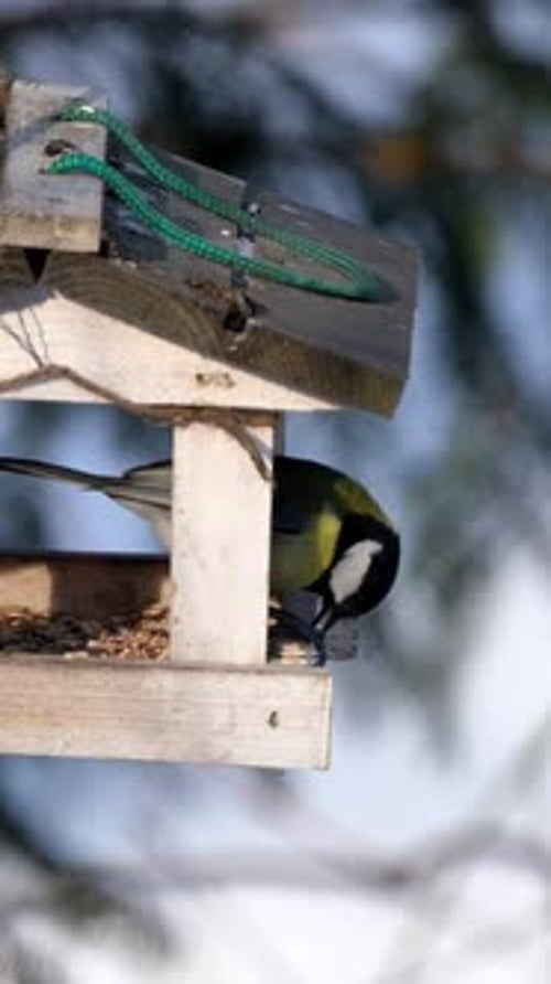 Kohlmeise kommt zum Füttern am Backyard Bird Feeder