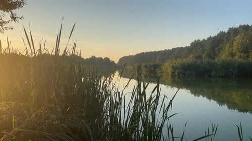 Reeds By The River At Sunset