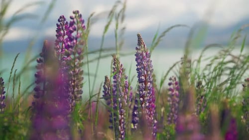 Stunning purple Lupine flowers moving by gentle mountain breeze, slowmo