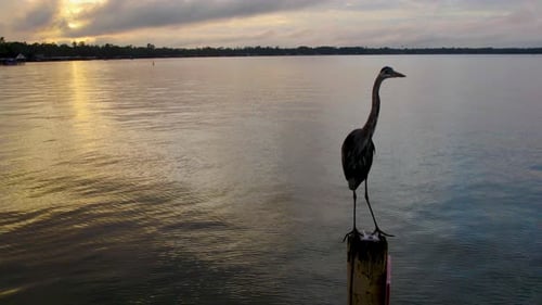 Cinematic drone shot up close of a great blue heron standing on a pole in a lake