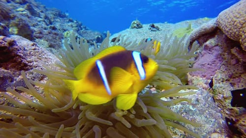 Blue Water background Clownfish