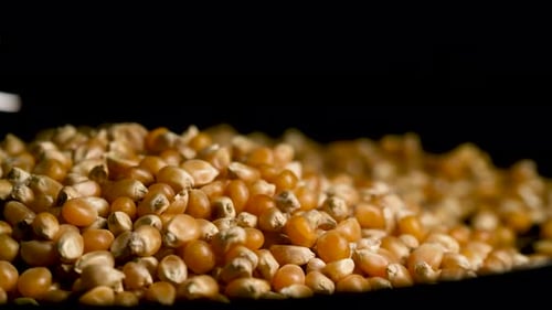 Grains de maïs séchés étalés sur un plateau rotatif — Glose Up Food Shot