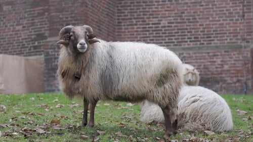 A majestic ram with large curved horns standing on a green lawn near red brick building Long haired