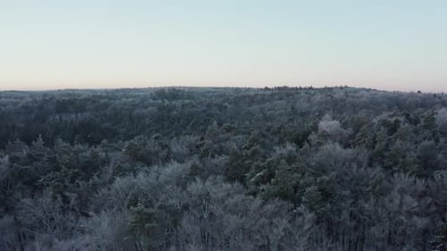 Winter Forest Snow Pine Trees Landscape Shooting From a Drone