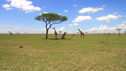 Herd of Giraffes Grazing Under Tree in Savannah