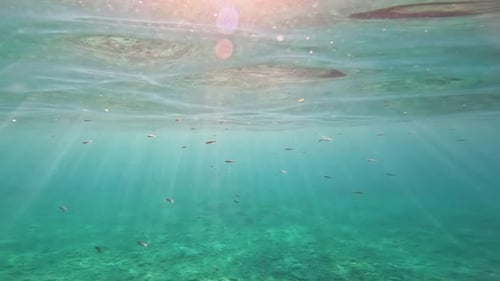 Schule kleiner Fische, die im Meer schwimmen