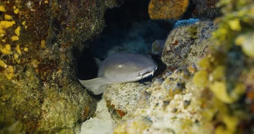 Cozumel.Reef and shark. Mexico. Underwater life.