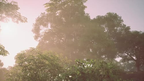 Golden Sun Rays Filter Through Green Forest Canopy