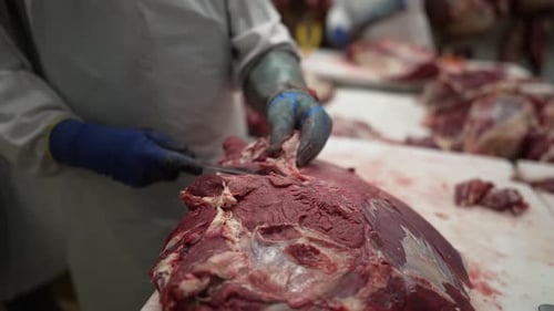 Beef meat filet being trimmed by worker at a meat processing plant table, Close up