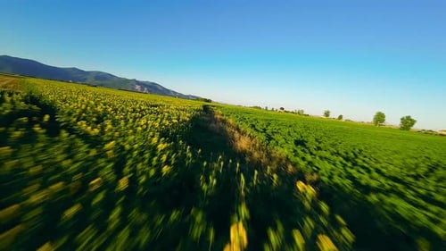An Infinite Sunflowers Field in Countryside