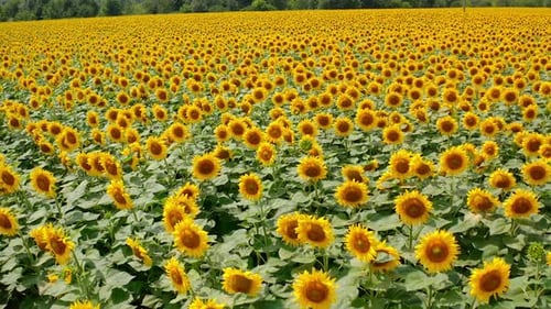Colorful landscape of blooming sunflowers. Flight over beautiful sunflower field.