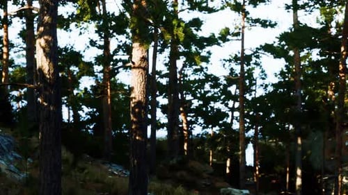 Scenic View of Sunlit Pine Trees in a Tranquil Forest During Midday