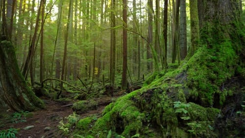 Moving Through the Lush Green Forest Stunning Canadian Nature