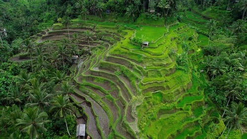 Rice Terraces Tegallalang in Bali Island Indonesia
