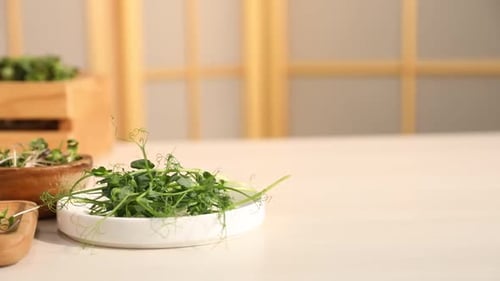 Différents types de micropousses sur une table lumineuse à l'intérieur, gros plan. La caméra se déplace vers la gauche