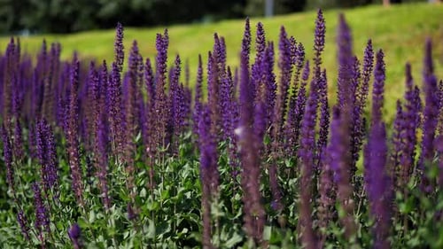 A Beautiful Lavender Field the Wind Blows on the Flowering Branches of Lavender