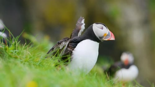 Close up of Atlantic Puffin bird rousing, shaking head and feathers on cliff, Slomo