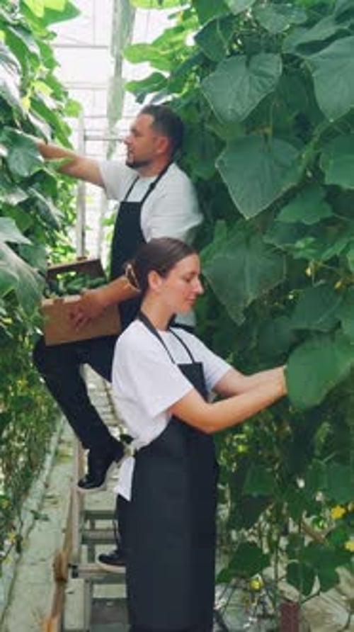 Un hombre y una mujer cosechadores recolectan pepinos en cajas de cartón para entregarlos al por menor. Trabajadores de invernaderos en
