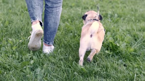 Pug Puppy Walking with Owner Cute Funny Pug Dog Runs Along the Path at Green Grass Summer in Park