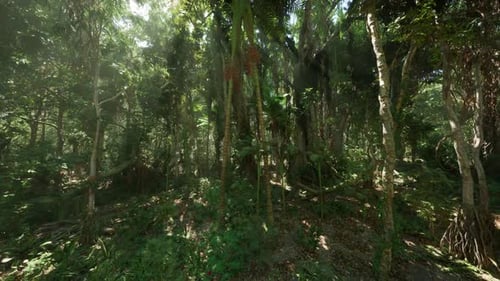 Lush Green Jungle in China Filled with Diverse Vegetation and Ancient Trees
