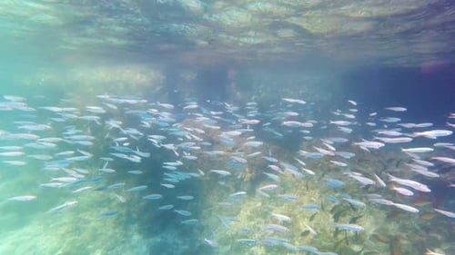 Ein Schwarm von Silversides im seichten Wasser des kristallklaren tropischen Meeres an einem sonnigen Tag