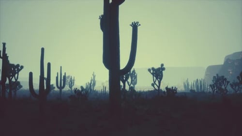 Night at Saguaro National Park in Desert of Arizona