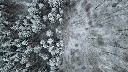 Aerial View of Snowy Winter Forest Landscape