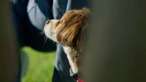 little funny cute dog with the owner on a walk in the park girl gives a treat to the pet