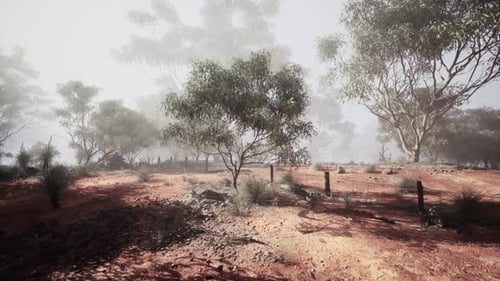 Dirt Field With Trees and Fence in Australian Bush