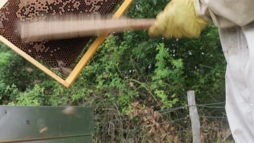 beekeeper holding a honeycomb full of bees. Beekeeper inspecting honeycomb frame at apiary. Beekeepi