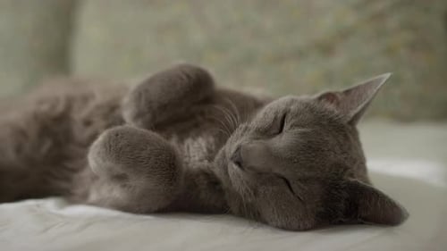 Grey Cat Napping Peacefully on Bed