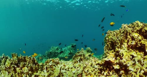 Colorful Fish Swim Around Coral Reef