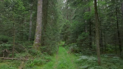 Aerial Footage of Green Forest with Prominent Trees