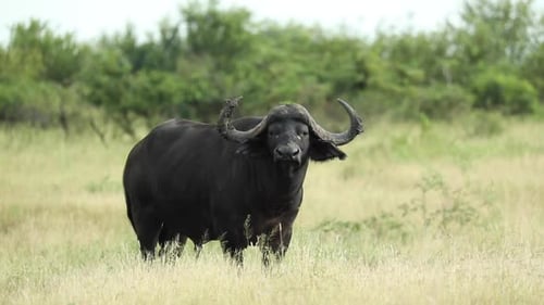 Weitwinkelaufnahme eines Kapbüffels, der steht und seinen Kopf der Kamera zuwendet, Greater Kruger.