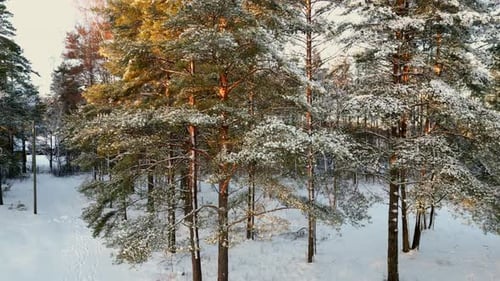Amazing shoot in Estonian Forest during the winter