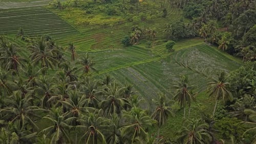 Aerial view of bali's lush rice paddies and palm trees