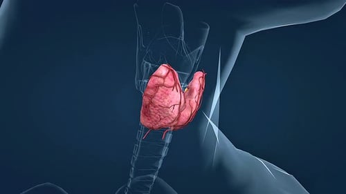 3D Animation of Thyroid and Parathyroid Glands with Larynx