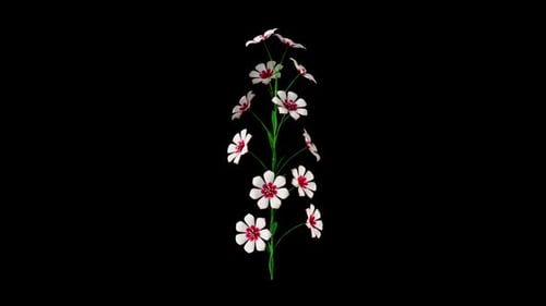 Flower White Growing Alpha Channel