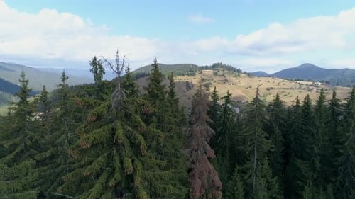 AERIAL: flying near a pine forest, behind it is a small village.
