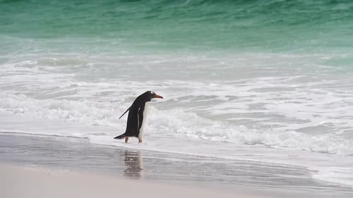 Cinemática Cámara lenta El pingüino Gentoo corre hacia el océano, hermosa escena de playa, documental sobre la vida silvestre, Falk
