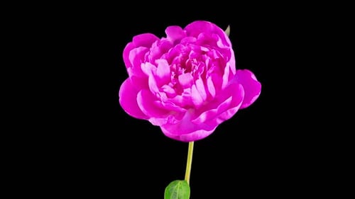 Pink Flower Blossoming in Time Lapse